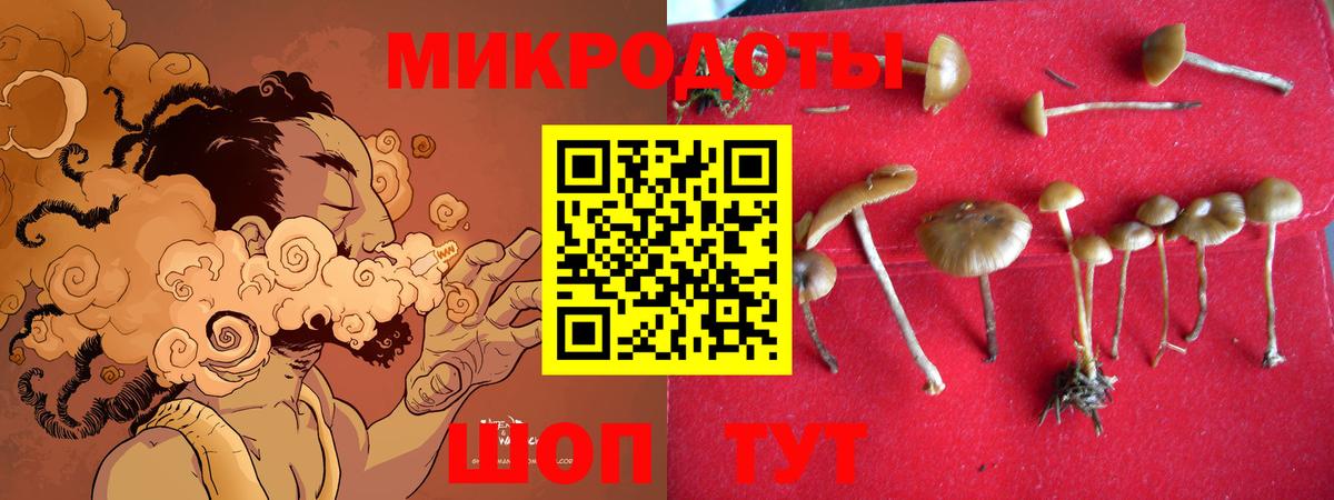 Галлюциногенные грибы Psilocybe Кинешма